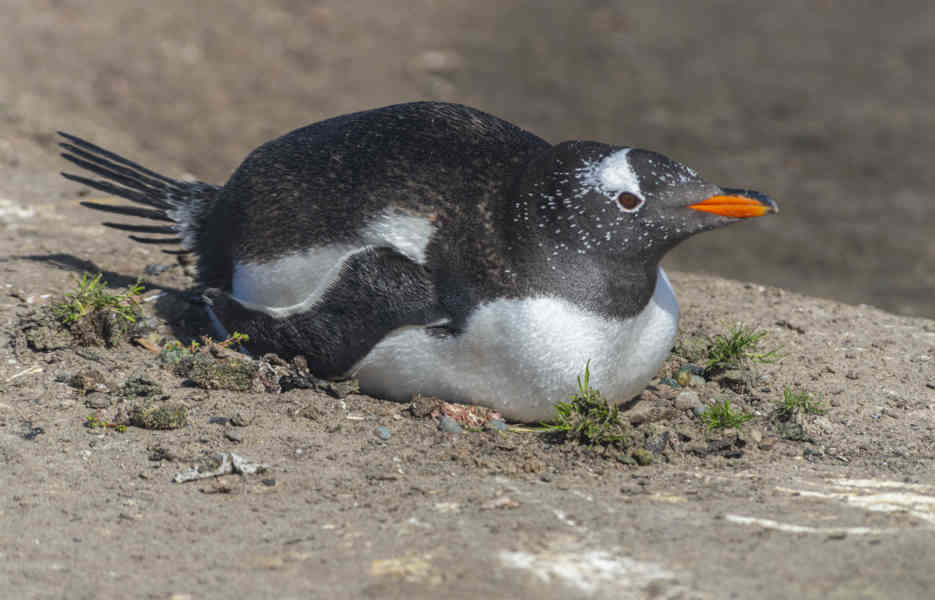 Pingüino Papua o Gentoo - islas Falkland o Malvinas 07.jpg